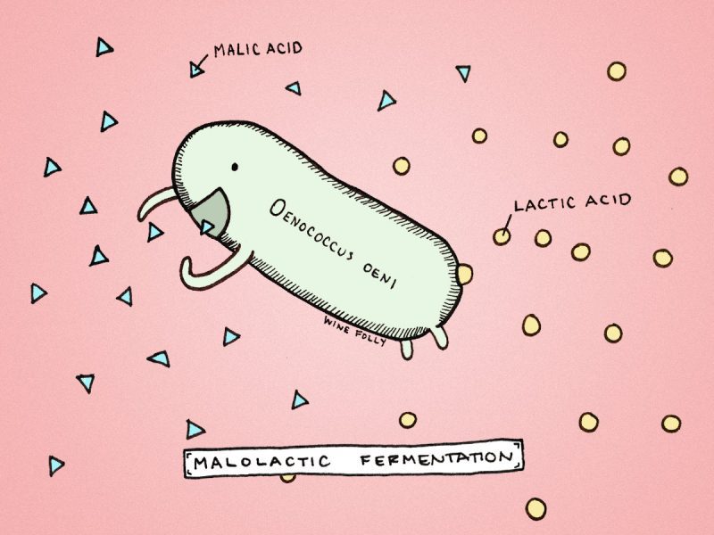 oenococcus oeni malolactic fermentation